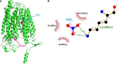 Corrigendum: Genome-wide identification and characterization of the NPF genes provide new insight into low nitrogen tolerance in Setaria